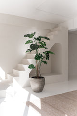Kunstplanten Monstera 210 cm står i et minimalt, solbeskinnet interiør med hvide vægge, moderne linjer, en trappe og et beige tæppe. Blødt naturligt lys understreger rummets slanke design.