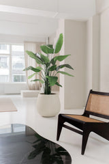 Kunstplanten Strelitzia Real Touch Deluxe 180 cm står på et hvidt gulv i en lys, minimalistisk stue med hvide vægge, gennemsigtige vinduer og en mørk træstol med vævet sæde og ryglæn.