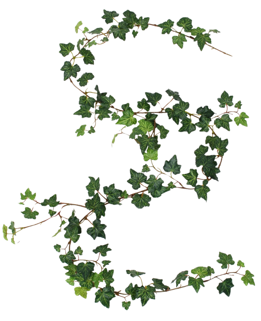 Een Kunst hangplant Klimop slinger deluxe van 180 cm, groen, is gedrapeerd in de vorm van een S op een witte achtergrond.