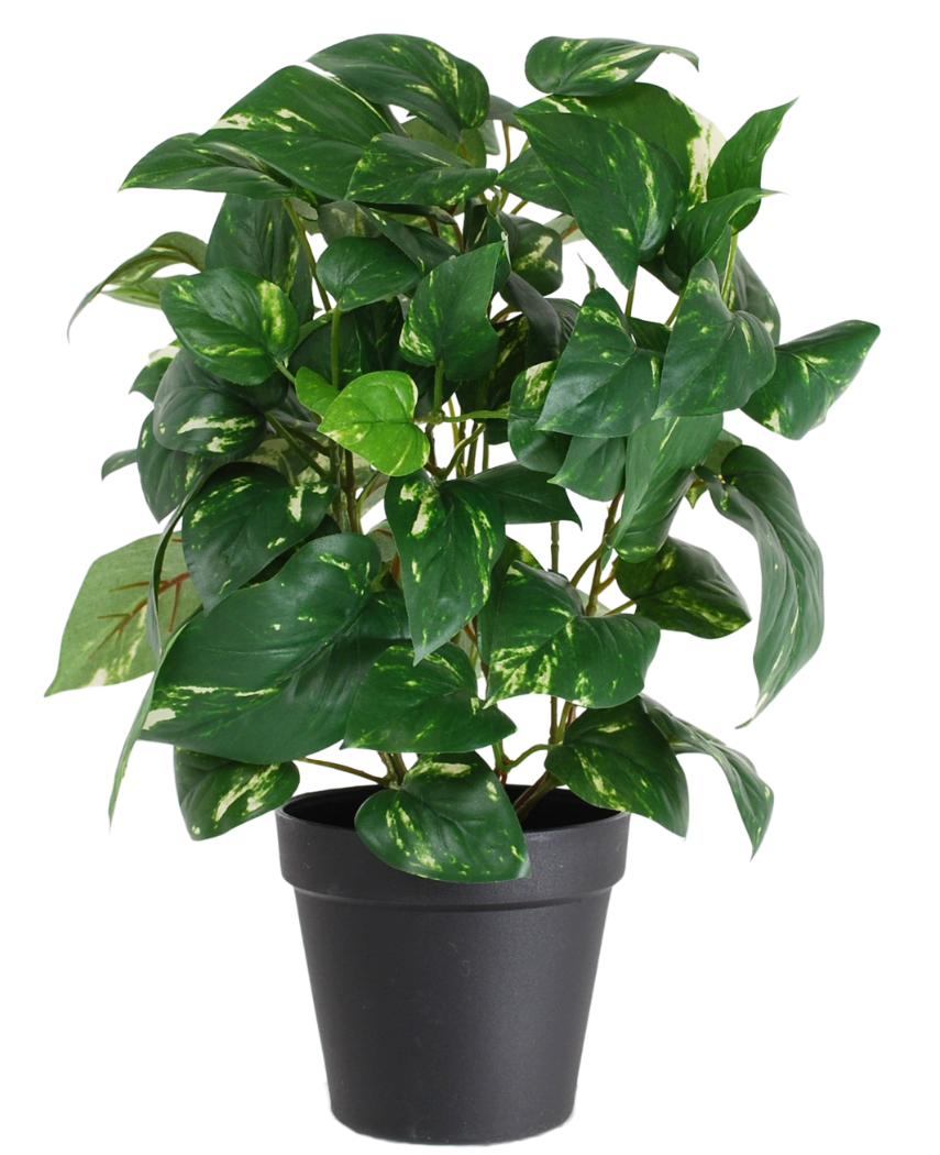 De Kunstplant Gouden Wijnstok in Pot 40cm heeft hartvormige groene bladeren met gele schakeringen, gepresenteerd in een strakke zwarte pot en tegen een witte achtergrond.