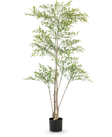 Artificial Ruscus 150 cm har lange, tynde grene og lysegrønne blade i en sort potte mod hvid baggrund - ideel som dekorativt interiør til ethvert rum.