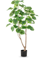 Den kunstige planteficus 150 cm har flere slanke brune stængler og store, brede grønne blade, præsenteret i en høj potte mod en almindelig hvid baggrund.