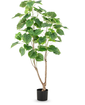 Den kunstige planteficus 150 cm har flere slanke brune stængler og store, brede grønne blade, præsenteret i en høj potte mod en almindelig hvid baggrund.