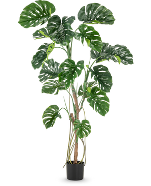 Kunstplanten Monstera 180 cm er en høj kunstig plante med store, skinnende, flækkede grønne blade i en lille sort potte, afbildet på en almindelig hvid baggrund.