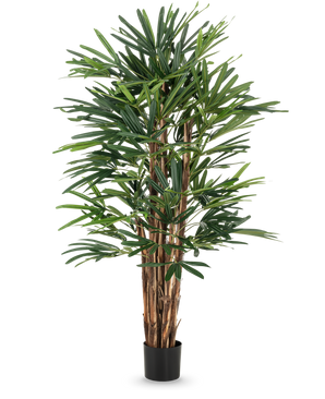 Lady Artificial Palm 150 cm har flere brune stængler og tætte, slanke grønne blade i en simpel sort potte. Denne høje potteplante er ideel til kunstige træentusiaster og giver frodigt grønt mod enhver baggrund.