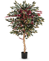 Den kunstige plante Ficus grøn/rød 150 cm har en snoet lysebrun stamme, grønne og bordeauxrøde blade og kommer i en sort potte - ideel som en slående stueplante mod en hvid baggrund.