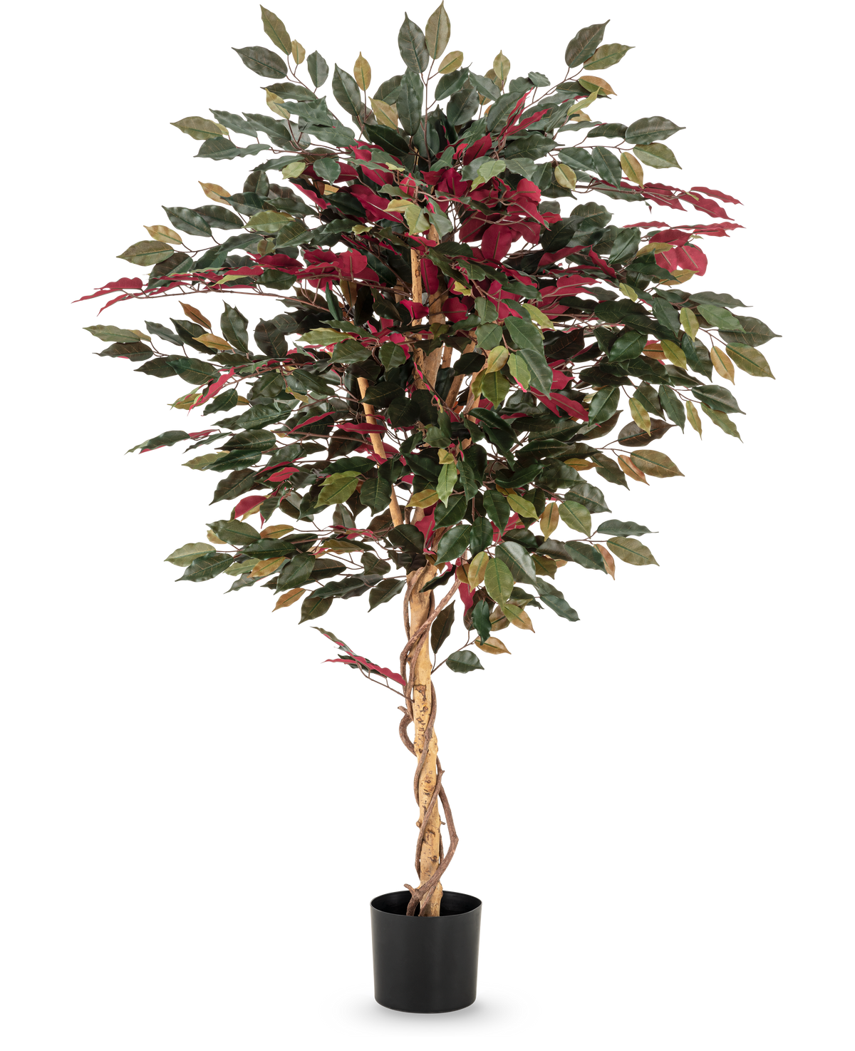 Den kunstige plante Ficus grøn/rød 150 cm har en snoet lysebrun stamme, grønne og bordeauxrøde blade og kommer i en sort potte - ideel som en slående stueplante mod en hvid baggrund.