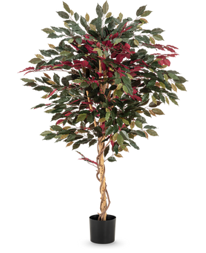 Den kunstige plante Ficus grøn/rød 150 cm har en snoet lysebrun stamme, grønne og bordeauxrøde blade og kommer i en sort potte - ideel som en slående stueplante mod en hvid baggrund.
