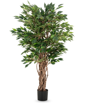 Den kunstige plante Ficus Liana 120 cm har flettede brune stammer og frodige grønne blade i en sort potte, hvilket gør den til et elegant valg til enhver ficussamling eller kontorplanteudstilling.