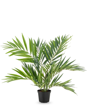 Artificial Palm Parlor UV 60 cm har lange, smalle blade på flere stængler i en enkel sort potte, mod en hvid baggrund - en stilfuld kunstig palme, der fremhæver ethvert rum.