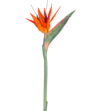Den kunstige blomst Strelitzia 86 cm rød/lilla har levende røde og lilla kronblade på en lang grøn stilk, præsenteret som en enkelt, vedligeholdelsesfri kunstig blomst isoleret mod en hvid baggrund.