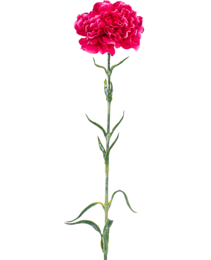 Den kunstige blomsternellike 69 cm hård pink har en enkelt lys pink nelliker med flæser i kronbladene, en lang grøn stilk og slanke blade mod en almindelig hvid baggrund.