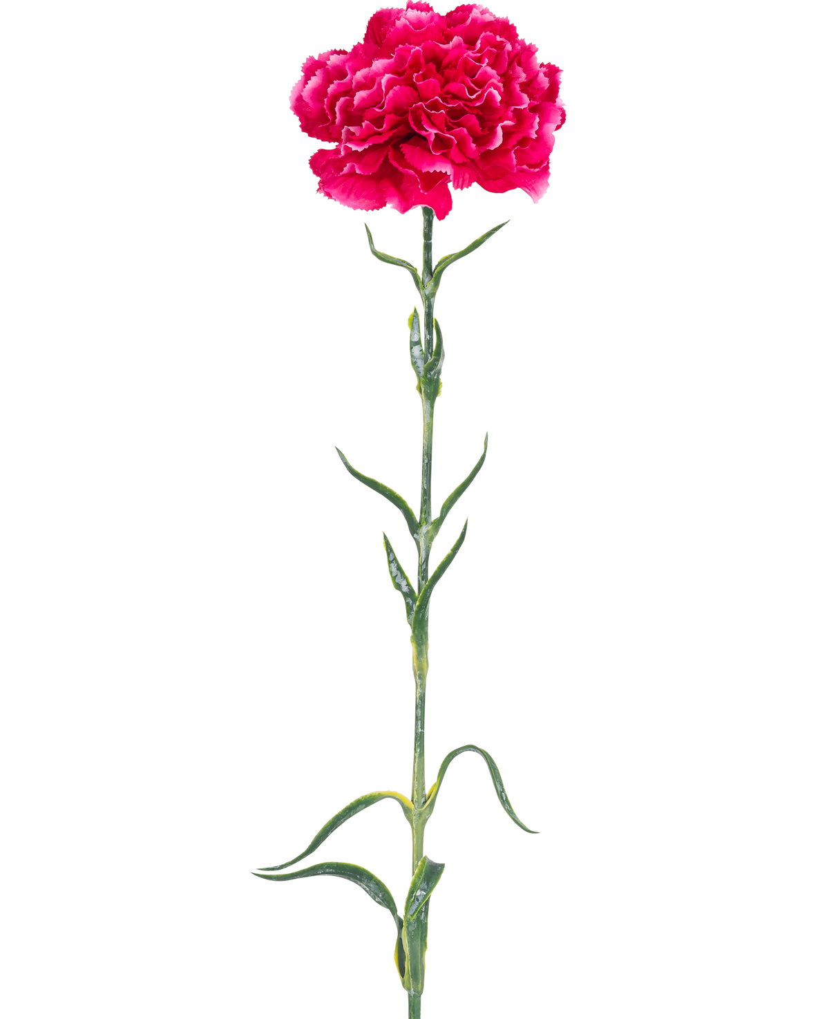 Den kunstige blomsternellike 69 cm hård pink har en enkelt lys pink nelliker med flæser i kronbladene, en lang grøn stilk og slanke blade mod en almindelig hvid baggrund.