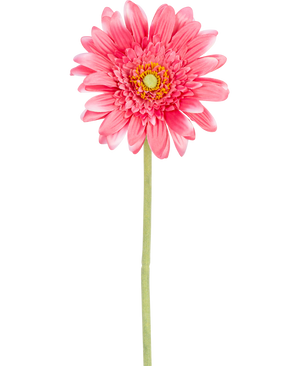 En kunstig Gerbera blomst 55 cm pink, med en gul kerne og grønt stål, isoleret på en hvid baggrund.