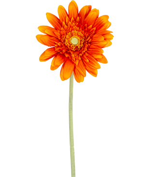 Artificial Flower Gerbera 53 cm orange har en levende orange gerbera med lagdelte kronblade og et gult hjerte, på en lang grøn stilk mod en almindelig hvid baggrund.