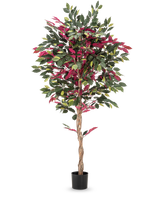En brandhæmmende kunstig plante Ficus grøn/rød på 180 cm, med snoet stamme og grønrøde blade i sort potte, står mod en glat hvid baggrund.