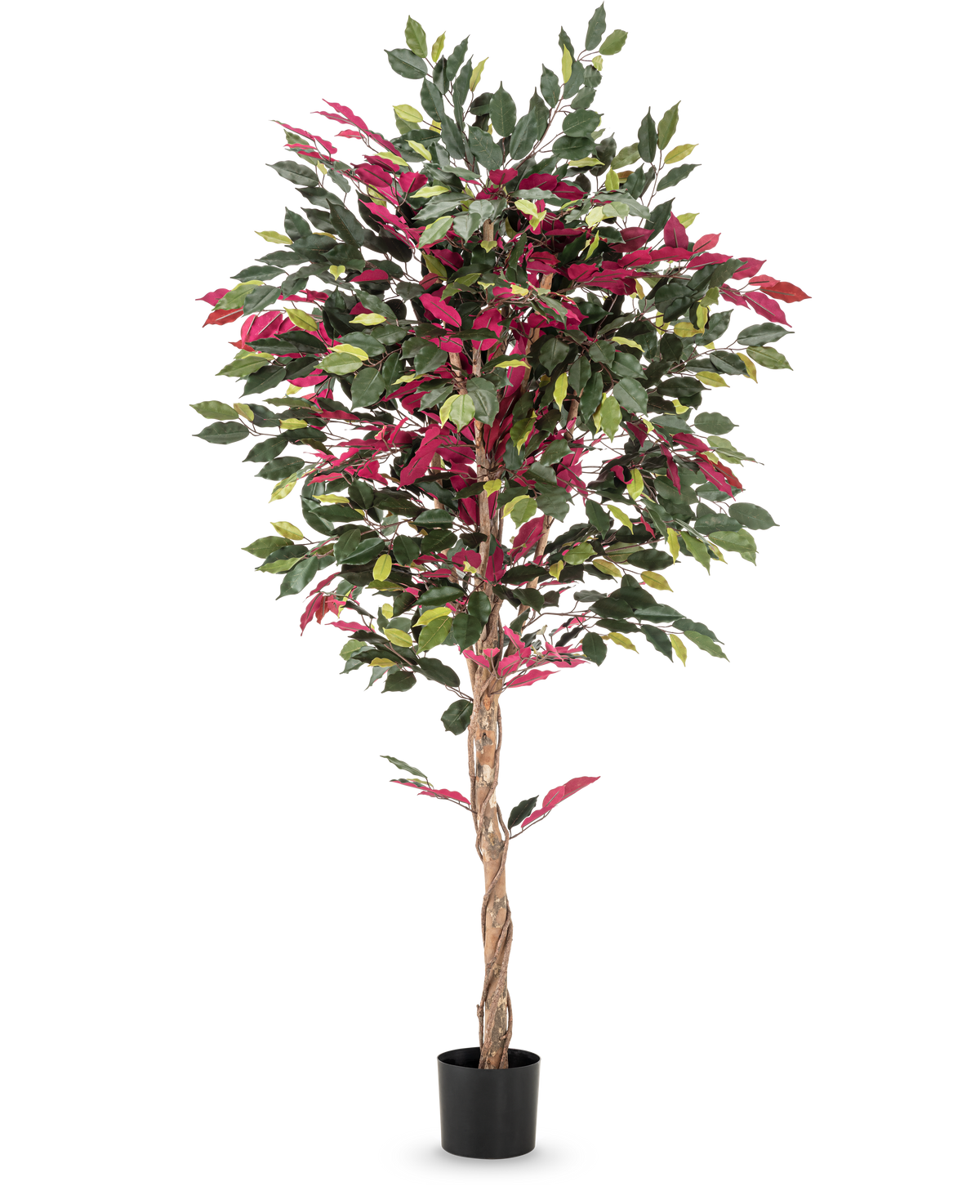 En brandhæmmende kunstig plante Ficus grøn/rød på 180 cm, med snoet stamme og grønrøde blade i sort potte, står mod en glat hvid baggrund.