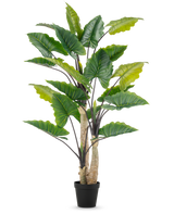 Den kunstige plante Alocasia 240 cm er en høj kunstig plante med store grønne blade og flere stængler i en sort potte, mod en almindelig hvid baggrund.
