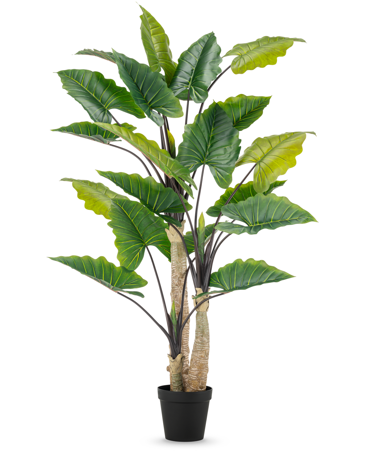 Den kunstige plante Alocasia 240 cm er en høj kunstig plante med store grønne blade og flere stængler i en sort potte, mod en almindelig hvid baggrund.