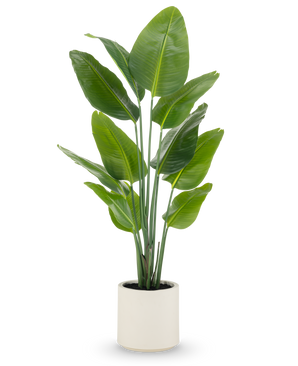 Den kunstige plante Strelitzia Real Touch, 150 cm høj med brede grønne blade og flere stængler, leveres færdiglavet i en beige potte - en naturtro potteplante ideel til moderne rum.
