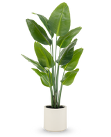 Den kunstige plante Strelitzia Real Touch, 150 cm høj med brede grønne blade og flere stængler, leveres færdiglavet i en beige potte - en naturtro potteplante ideel til moderne rum.