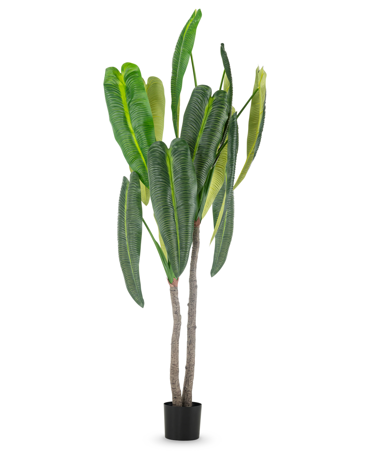 Den kunstige plante Anthurium 210 cm har høje, frodige grønne blade og to brune stængler i en lille sort potte, mod en simpel hvid baggrund.