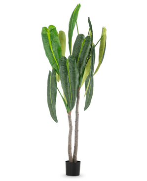 Den kunstige plante Anthurium 210 cm har høje, frodige grønne blade og to brune stængler i en lille sort potte, mod en simpel hvid baggrund.