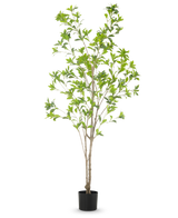 Den kunstige plante Pieris Japonica 180 cm er et højt kunstigt træ i en potte med flere slanke brune stammer og frodige grønne blade mod en almindelig hvid baggrund.