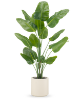 Kunstplanten Strelitzia Real Touch 180 cm leveres færdiglavet i en beige potte, med høje, opretstående stængler med store, blanke grønne blade mod en almindelig hvid baggrund.