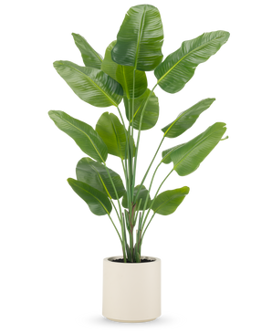 Kunstplanten Strelitzia Real Touch 180 cm leveres færdiglavet i en beige potte, med høje, opretstående stængler med store, blanke grønne blade mod en almindelig hvid baggrund.