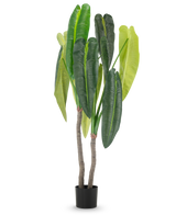 Kunstplanten Anthurium 180 cm har to brune stængler og store, aflange grønne blade i forskellige nuancer, i en lille sort potte mod hvid baggrund.