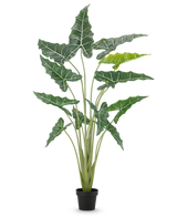 Den kunstige plante Alocasia 160 cm er en kunstig plante i en potte med lange, opretstående stængler og store, mørkegrønne blade med slående hvide årer, mod en almindelig hvid baggrund.