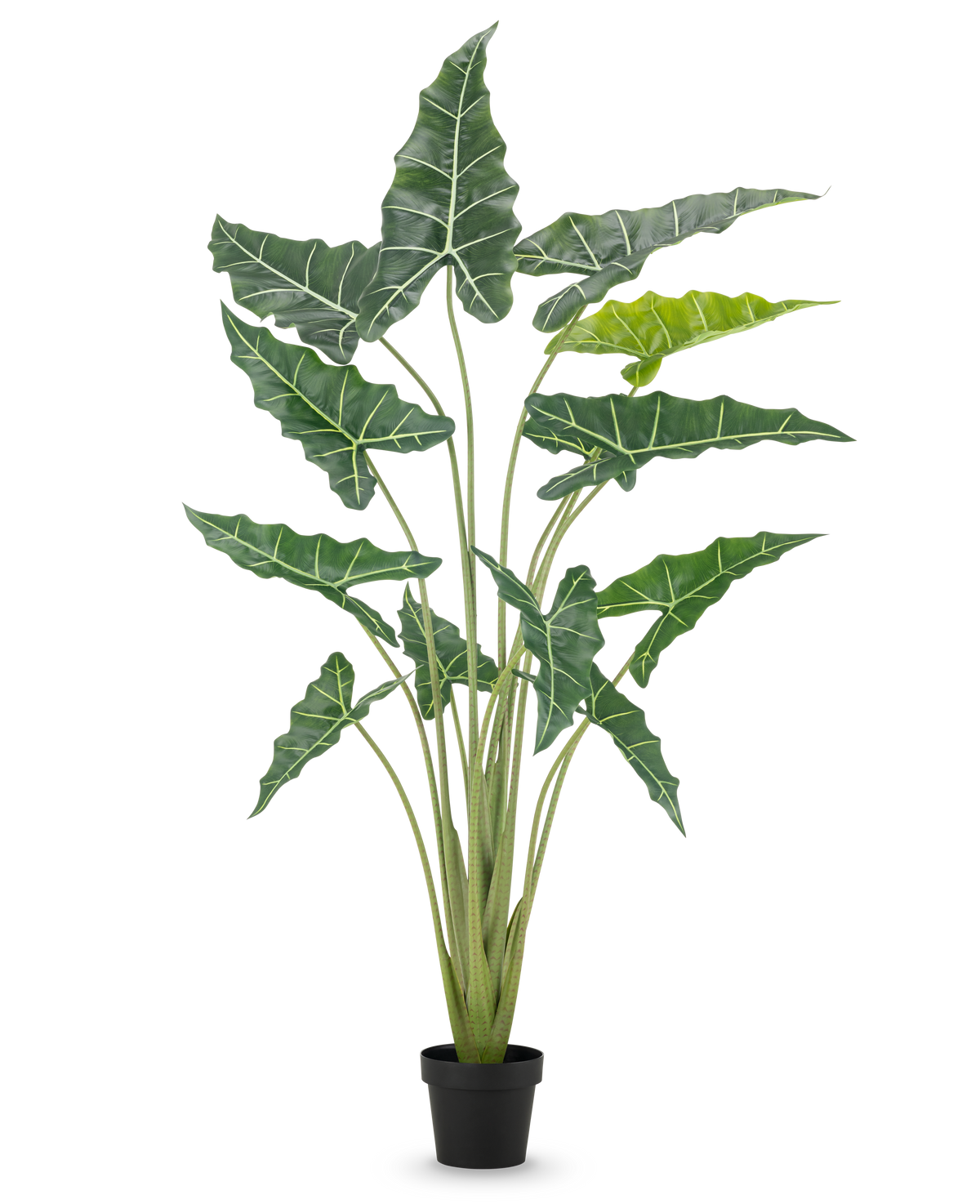 Den kunstige plante Alocasia 160 cm er en kunstig plante i en potte med lange, opretstående stængler og store, mørkegrønne blade med slående hvide årer, mod en almindelig hvid baggrund.