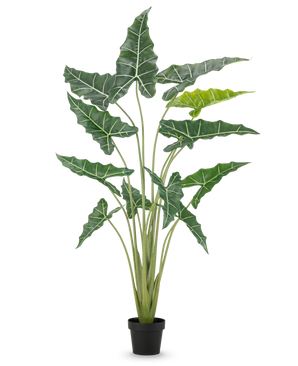 Den kunstige plante Alocasia 160 cm er en kunstig plante i en potte med lange, opretstående stængler og store, mørkegrønne blade med slående hvide årer, mod en almindelig hvid baggrund.