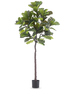 Artificial Plant Ficus Tobacco Plant Deluxe 215 cm er en høj kunstig figen med store grønne blade og en slank brun stamme, i en simpel sort potte mod en almindelig hvid baggrund.