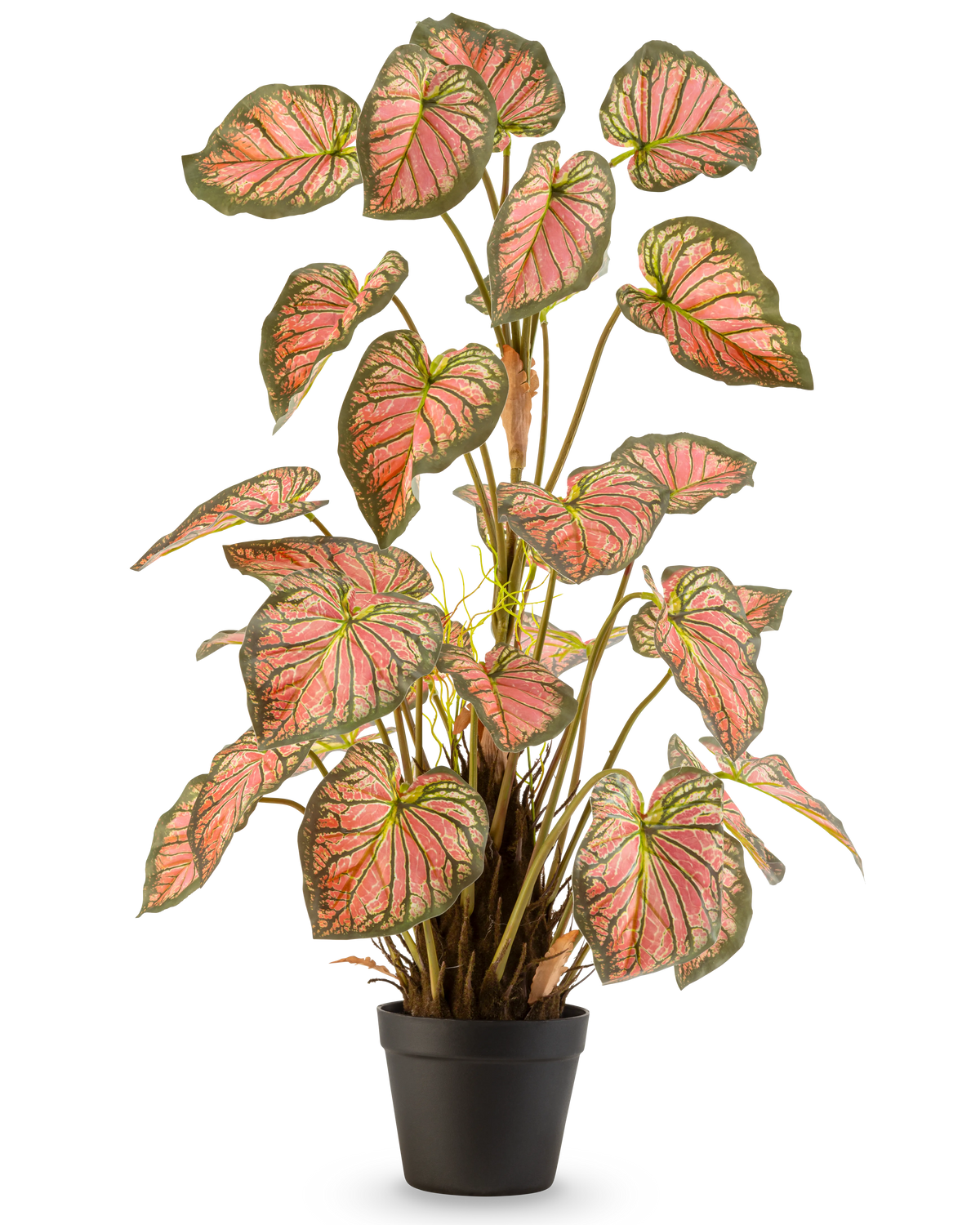 Den kunstige plante Caladium 90 cm pink er en potteplante med store, hjerteformede blade med grønne kanter og lyserøde hjerter, præsenteret opretstående i en sort potte mod en hvid baggrund.