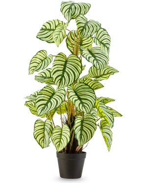 Kunstplanten Anthurium 90 cm grøn er en kunstig plante i potte med store, ovale grøn-hvidstribede blade, stående oprejst i en sort potte mod en almindelig hvid baggrund.