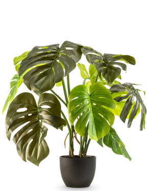 Artificial Monstera 50 cm har store, blanke grønne blade med naturlige revner og huller, præsenteret i en potte mod en almindelig hvid baggrund.