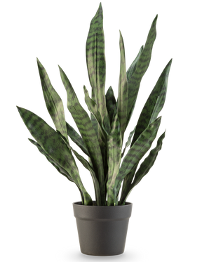 Den kunstige plante Sansevieria Zeylanica 71 cm har lange, opretstående grønne blade med mørke vandrette striber, i en enkel mørkegrå potte mod en almindelig hvid baggrund.