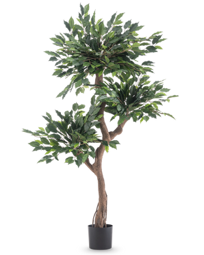 Den kunstige plante Ficus Crazy 150 cm er et højt kunstigt træ med tre bundter af tætte grønne blade og en snoet brun stamme, i en simpel sort potte mod en hvid baggrund.