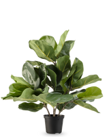 Artificial Tobacco Plant Fiddle Leaf UV 45 cm har store, blanke grønne blade og tykke stængler i en sort plastikpotte, mod en almindelig hvid baggrund.
