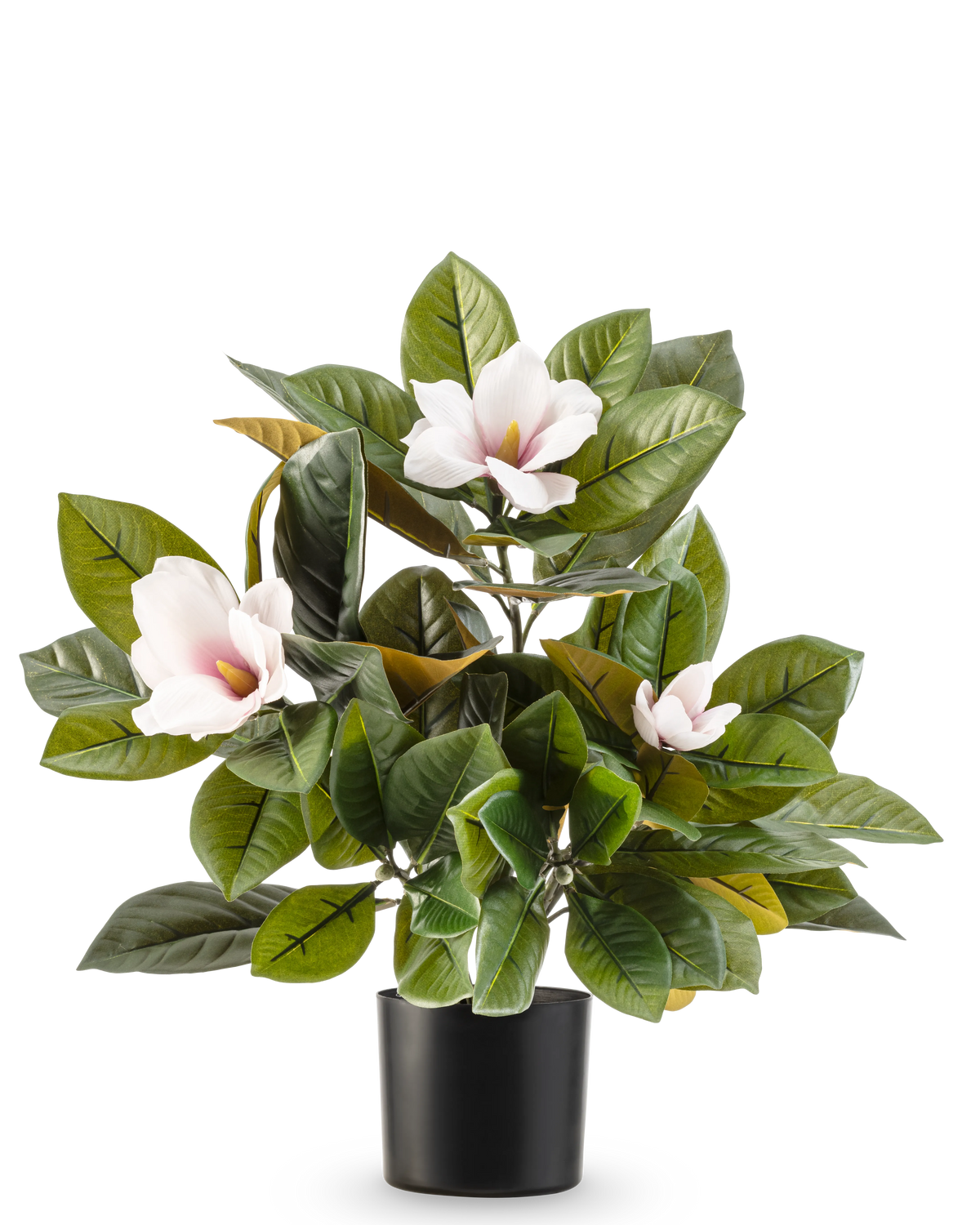 Artificial Magnolia planten i 46 cm potte er en letplejet plante med store, skinnende grønne blade og tre lyserøde blomster med gult hjerte, i en enkel sort potte mod hvid baggrund.