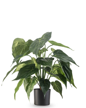 Den kunstige plante Alocasia UV 51 cm har store, skinnende, hjerteformede blade og placeres i en slank sort beholder mod en almindelig hvid baggrund.