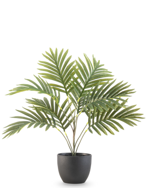 Artificial Palm Phoenix 50 cm har lange grønne buede blade i en rund sort dekorativ potte, mod en almindelig hvid baggrund.