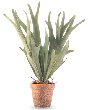 Artificial Fern Staghorn 43 cm har naturtro grønne, gevirformede blade i en lille terracotta krukke på hvid baggrund.