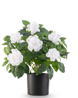 Kunstplanten Gardenia UV 39 cm hvid har frodige grønne blade og store hvide gardenia blomster i en enkel sort potte, mod en almindelig hvid baggrund.