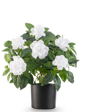 Kunstplanten Gardenia UV 39 cm hvid har frodige grønne blade og store hvide gardenia blomster i en enkel sort potte, mod en almindelig hvid baggrund.