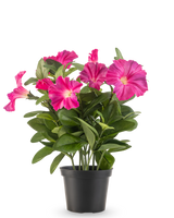 En kunstig blomst Petunia plante UV 25 cm i mørk pink, med brede grønne blade og levende blomster i en sort plastik potte, mod en almindelig hvid baggrund.
