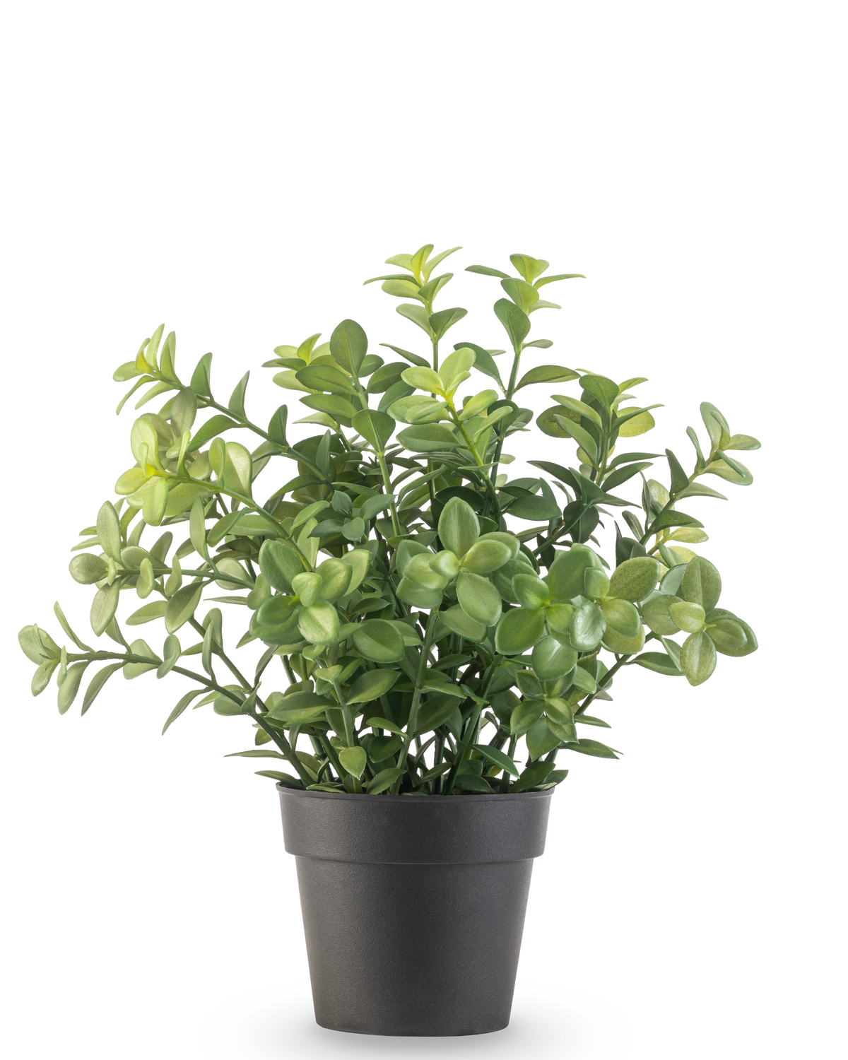Den kunstige planteeukalyptus 27 cm har tætte grønne blade i en enkel mørkegrå potte, mod en almindelig hvid baggrund.