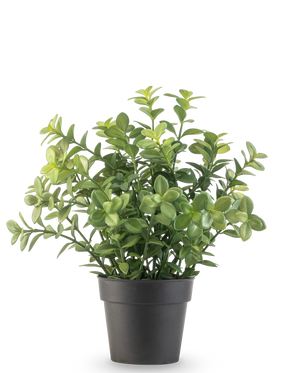 Den kunstige planteeukalyptus 27 cm har tætte grønne blade i en enkel mørkegrå potte, mod en almindelig hvid baggrund.